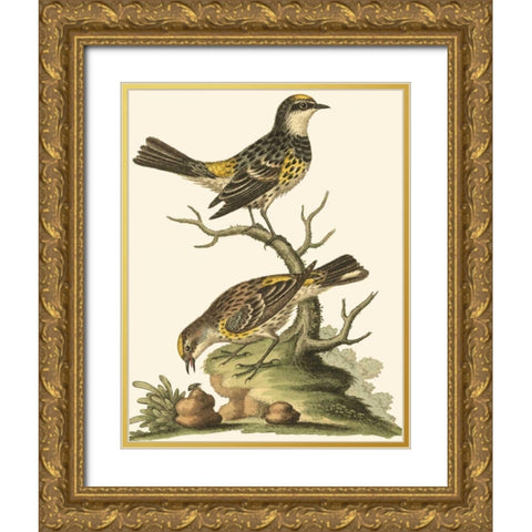 Petite Bird Study III Gold Ornate Wood Framed Art Print with Double Matting by Edwards, George