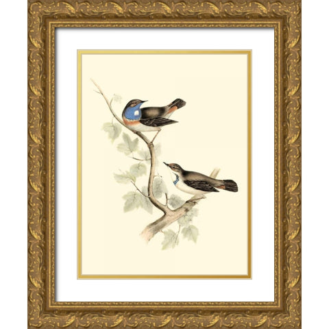 Goulds Blue-throated Warbler Gold Ornate Wood Framed Art Print with Double Matting by Gould, John