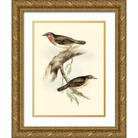 Goulds Gorget Warbler Gold Ornate Wood Framed Art Print with Double Matting by Gould, John