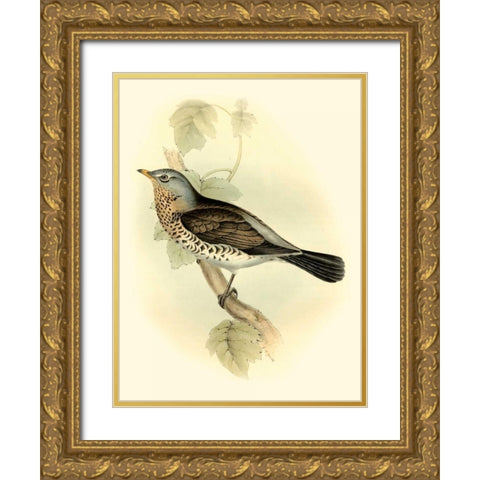 Goulds Fieldfare Gold Ornate Wood Framed Art Print with Double Matting by Gould, John