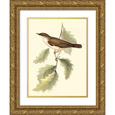 Goulds Nightingale Gold Ornate Wood Framed Art Print with Double Matting by Gould, John