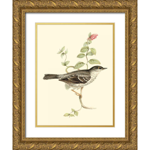 Goulds Barred Warbler Gold Ornate Wood Framed Art Print with Double Matting by Gould, John