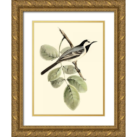 Goulds White Wagtail Gold Ornate Wood Framed Art Print with Double Matting by Gould, John