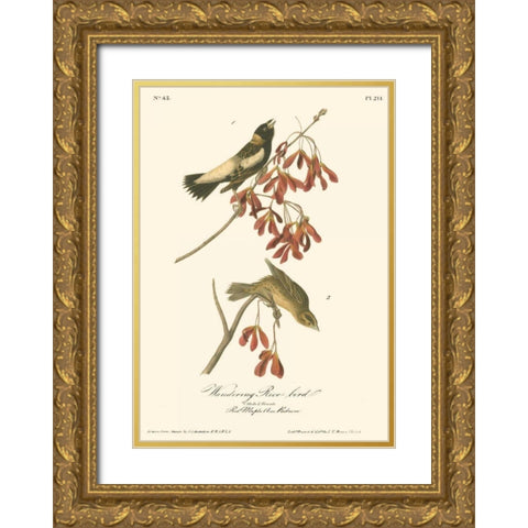 Wandering Rice Bird Gold Ornate Wood Framed Art Print with Double Matting by Audubon, John James