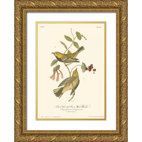 Black-throated Green Wood Warbler Gold Ornate Wood Framed Art Print with Double Matting by Audubon, John James