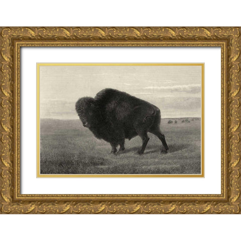 American Bison Gold Ornate Wood Framed Art Print with Double Matting by Hinshelwood, Robert