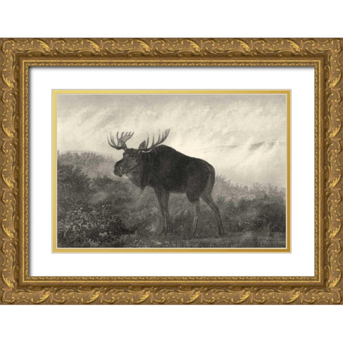 American Moose Gold Ornate Wood Framed Art Print with Double Matting by Hinshelwood, Robert