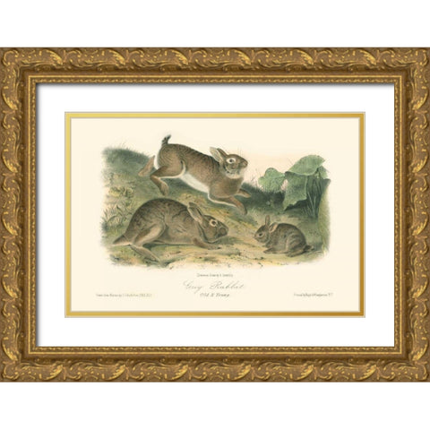 Grey Rabbit Gold Ornate Wood Framed Art Print with Double Matting by Audubon, John James
