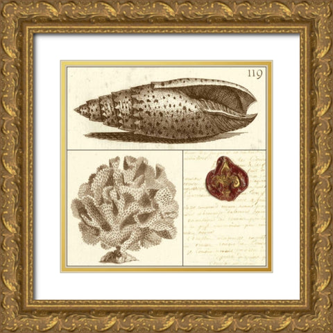 Shell Classification II Gold Ornate Wood Framed Art Print with Double Matting by Vision Studio