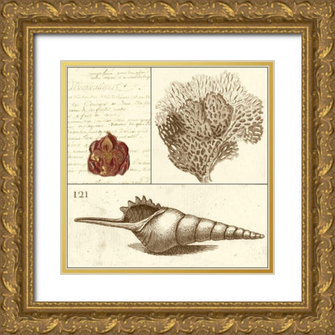 Shell Classification IV Gold Ornate Wood Framed Art Print with Double Matting by Vision Studio