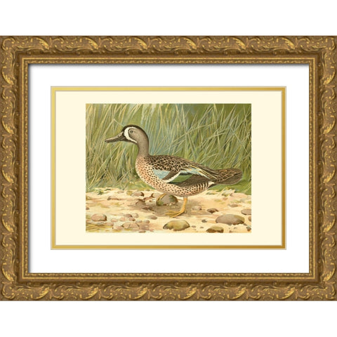 Blue-wing Teal Gold Ornate Wood Framed Art Print with Double Matting by Ridgeway