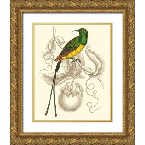 Jardine Hummingbird I Gold Ornate Wood Framed Art Print with Double Matting by Jardine, Sir William
