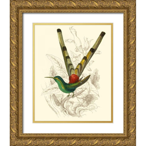 Jardine Hummingbird II Gold Ornate Wood Framed Art Print with Double Matting by Jardine, Sir William