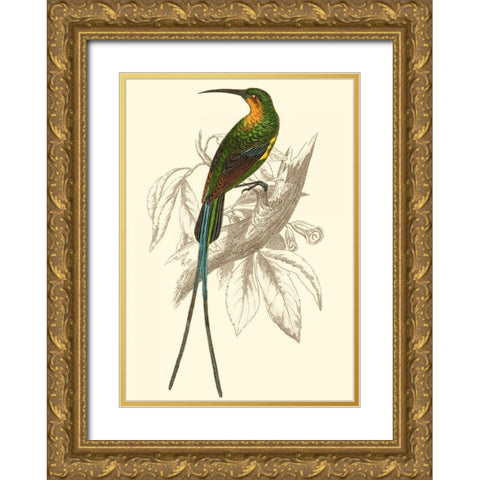 Jardine Hummingbird V Gold Ornate Wood Framed Art Print with Double Matting by Jardine, Sir William