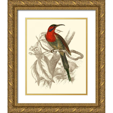 Jardine Hummingbird VI Gold Ornate Wood Framed Art Print with Double Matting by Jardine, Sir William