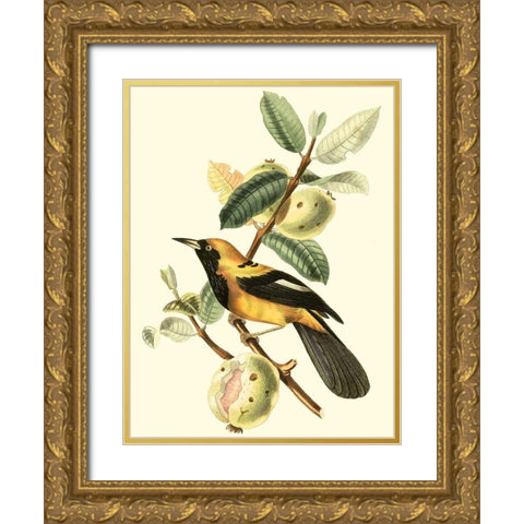 Cuvier Exotic Birds II Gold Ornate Wood Framed Art Print with Double Matting by Cuvier, Georges