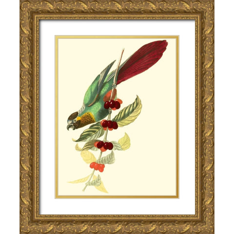 Cuvier Exotic Birds IV Gold Ornate Wood Framed Art Print with Double Matting by Cuvier, Georges