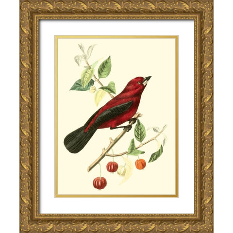 Cuvier Exotic Birds V Gold Ornate Wood Framed Art Print with Double Matting by Cuvier, Georges