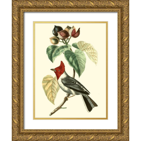Cuvier Exotic Birds VI Gold Ornate Wood Framed Art Print with Double Matting by Cuvier, Georges