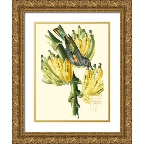 Cuvier Exotic Birds VII Gold Ornate Wood Framed Art Print with Double Matting by Cuvier, Georges