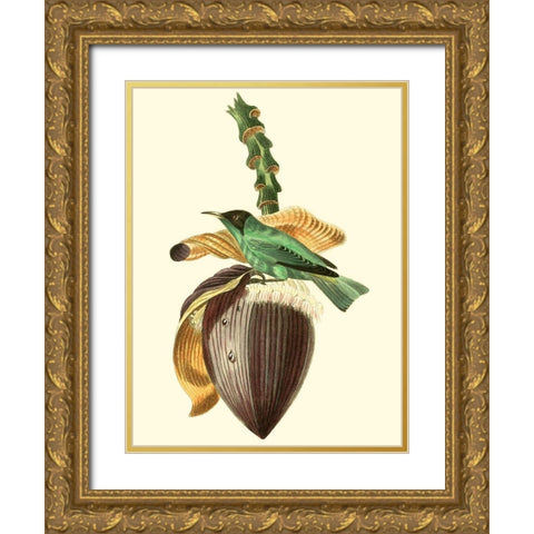 Cuvier Exotic Birds VIII Gold Ornate Wood Framed Art Print with Double Matting by Cuvier, Georges