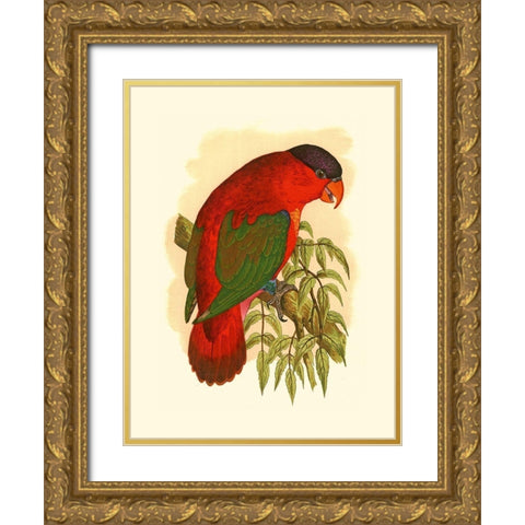 Purple-Capped Lory Gold Ornate Wood Framed Art Print with Double Matting by Unknown