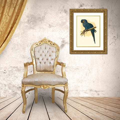 Hyacinthine Macaw Gold Ornate Wood Framed Art Print with Double Matting by Unknown