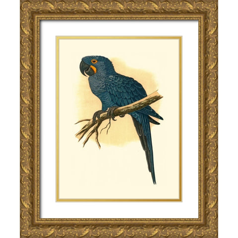 Hyacinthine Macaw Gold Ornate Wood Framed Art Print with Double Matting by Unknown