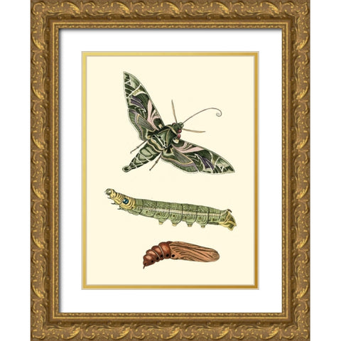 Butterfly Transformation I Gold Ornate Wood Framed Art Print with Double Matting by Unknown