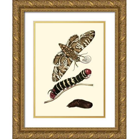 Butterfly Transformation III Gold Ornate Wood Framed Art Print with Double Matting by Unknown