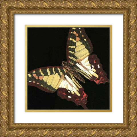 Small Dramatic Butterflies III Gold Ornate Wood Framed Art Print with Double Matting by Vision Studio