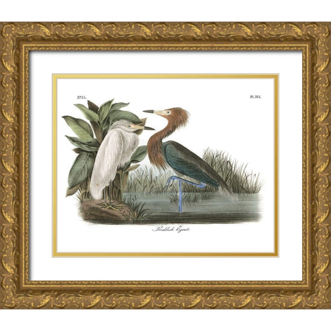 Reddish Egret Gold Ornate Wood Framed Art Print with Double Matting by Audubon, John James