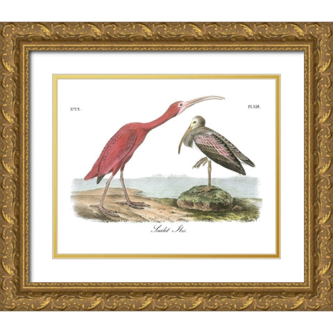 Scarlet Ibis Gold Ornate Wood Framed Art Print with Double Matting by Audubon, John James