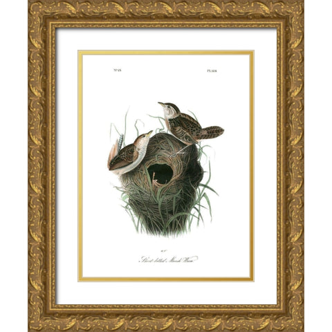 Short-billed Marsh Wren Gold Ornate Wood Framed Art Print with Double Matting by Audubon, John James