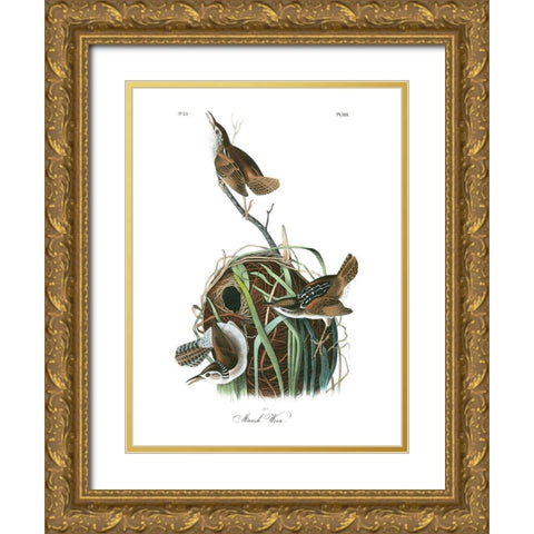 Marsh Wren Gold Ornate Wood Framed Art Print with Double Matting by Audubon, John James