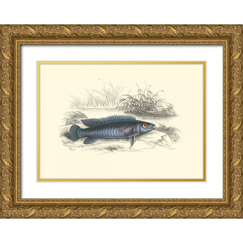Lizars Game Fish III Gold Ornate Wood Framed Art Print with Double Matting by Lizars, W.H.