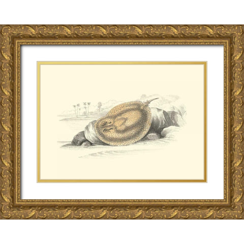 Lizars Stingray II Gold Ornate Wood Framed Art Print with Double Matting by Lizars, W.H.