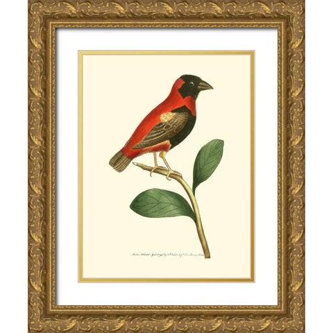 Crimson Birds I Gold Ornate Wood Framed Art Print with Double Matting by Nodder, Frederick P.