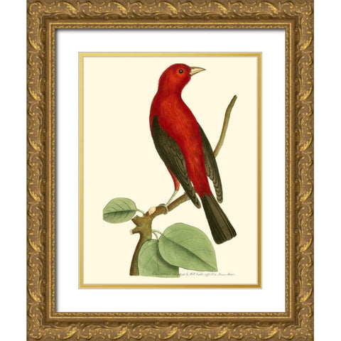 Crimson Birds III Gold Ornate Wood Framed Art Print with Double Matting by Nodder, Frederick P.