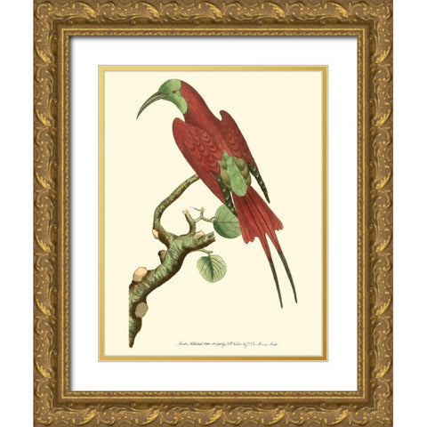 Crimson Birds IV Gold Ornate Wood Framed Art Print with Double Matting by Nodder, Frederick P.