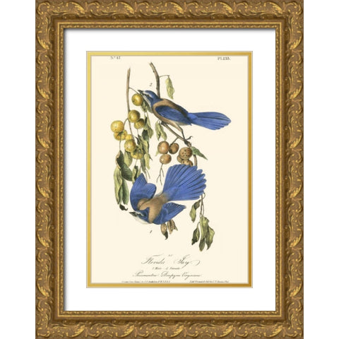 Audubon Florida Jays Gold Ornate Wood Framed Art Print with Double Matting by Audubon, John James