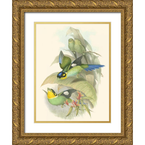 Small Birds of Tropics I Gold Ornate Wood Framed Art Print with Double Matting by Gould, John