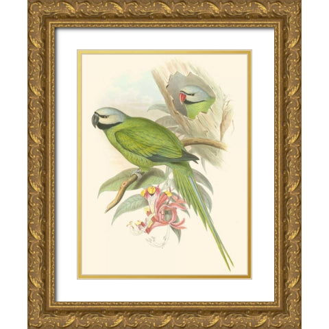 Small Birds of Tropics II Gold Ornate Wood Framed Art Print with Double Matting by Gould, John