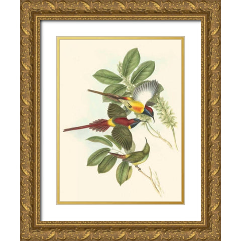 Small Birds of Tropics III Gold Ornate Wood Framed Art Print with Double Matting by Gould, John