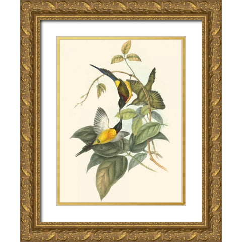 Small Birds of Tropics IV Gold Ornate Wood Framed Art Print with Double Matting by Gould, John