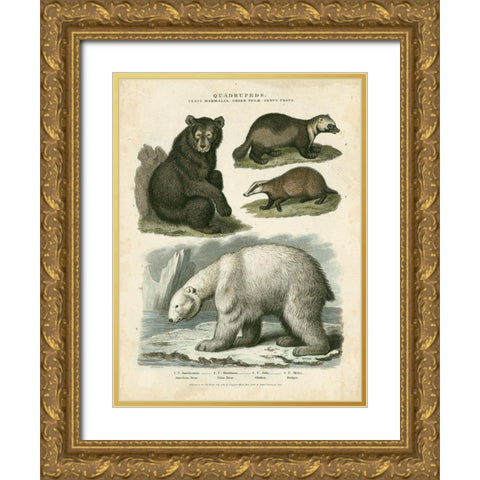 Brown Bear and Polar Bear Gold Ornate Wood Framed Art Print with Double Matting by Edwards, Sydenham