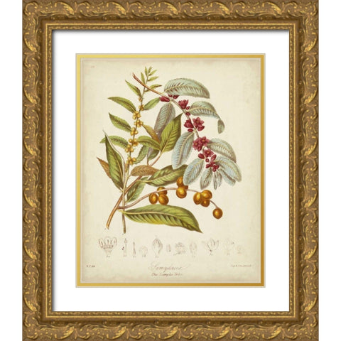 Twining Botanicals VIII Gold Ornate Wood Framed Art Print with Double Matting by Twining, Elizabeth
