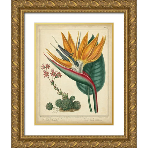 Golden Bird of Paradise Gold Ornate Wood Framed Art Print with Double Matting by Edwards, Sydenham