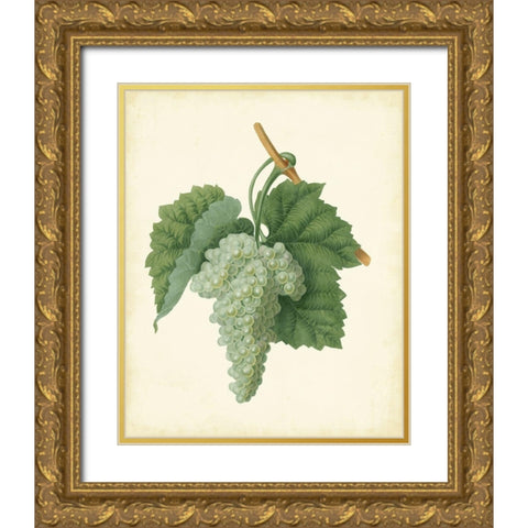 Plantation Grapes II Gold Ornate Wood Framed Art Print with Double Matting by Unknown
