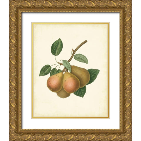 Plantation Pears I Gold Ornate Wood Framed Art Print with Double Matting by Unknown